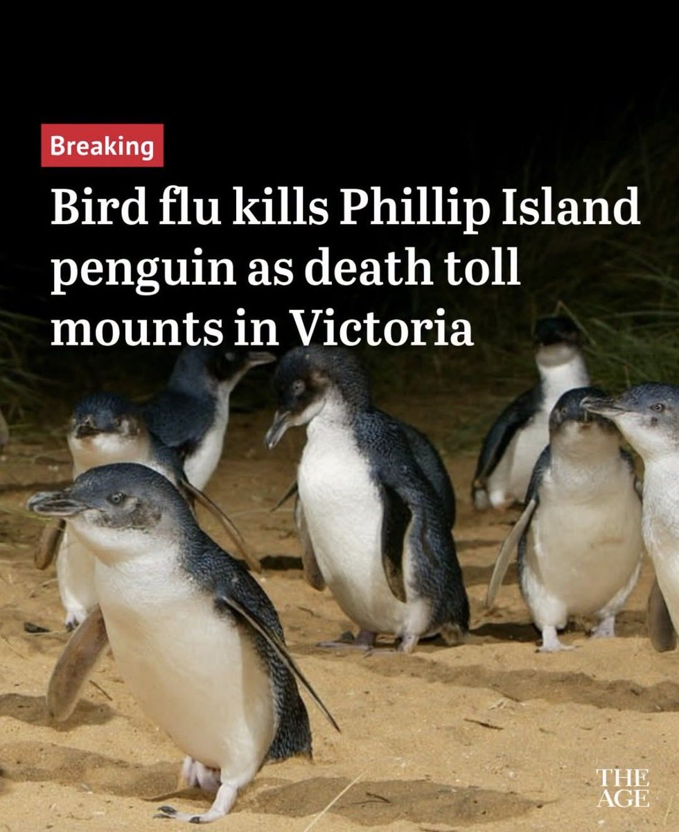 First Little Penguin Dies of Bird Flu on Phillip Island, Prompting Urgent Vaccinations